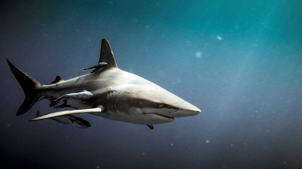 Shark Fishing Florida Keys